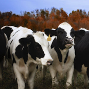 Partner Spotlight: Kenny's Farmhouse Cheese from Barren, KY