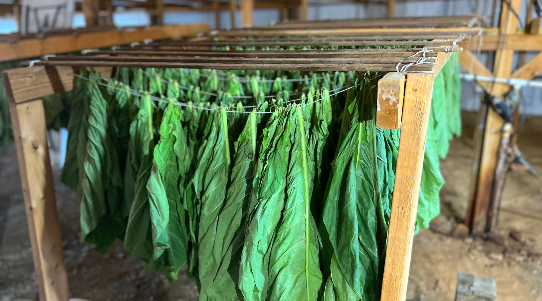 is grabba tobacco bad for you What is Grabba? | How to Use Grabba?